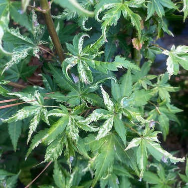 Acer palmatum 'Harold's Pink and White' - mapleridgenursery